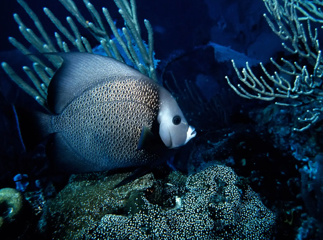 10000米恐怖深海鱼图片，恐怖的深海鱼类（海底一万米到底有多么恐怖）