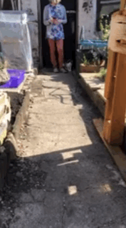 timi是什么意思，timi中是什么意思（“养了一只患有听力障碍的小猫咪）