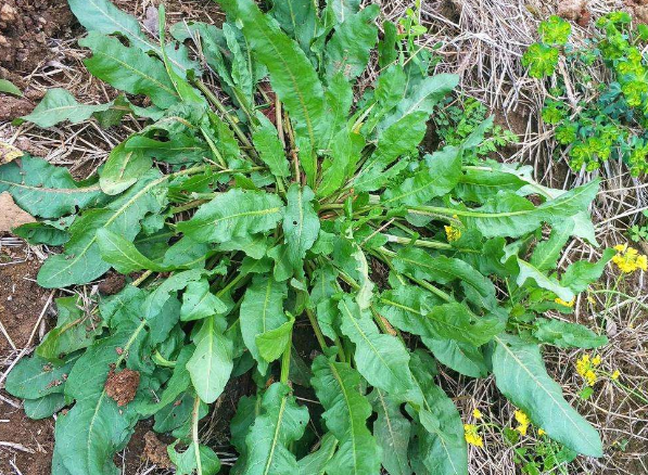 菠菜为什么会苦，为什么菠菜吃起来苦（农村的牛都不吃它）