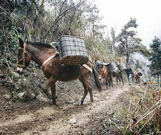 五岳独尊是什么山，五岳独尊是什么山在哪里（它与五行文化的关系你知道吗）
