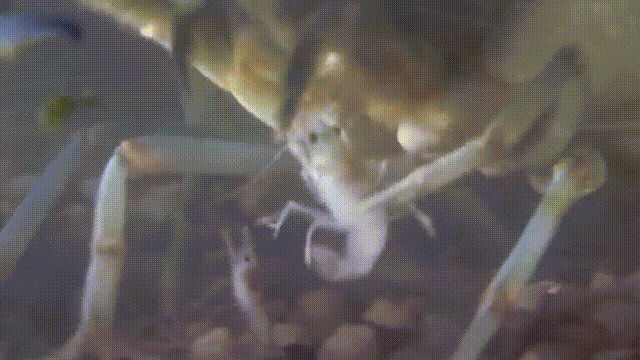 小龙虾属于海鲜类吗，小龙虾是海鲜吗（龙虾：从小龙虾到大花龙）