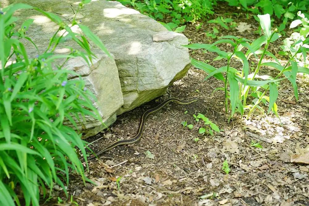 关于蟒蛇的图片(福建泉州发现50斤巨蟒) - 赤虎壹号