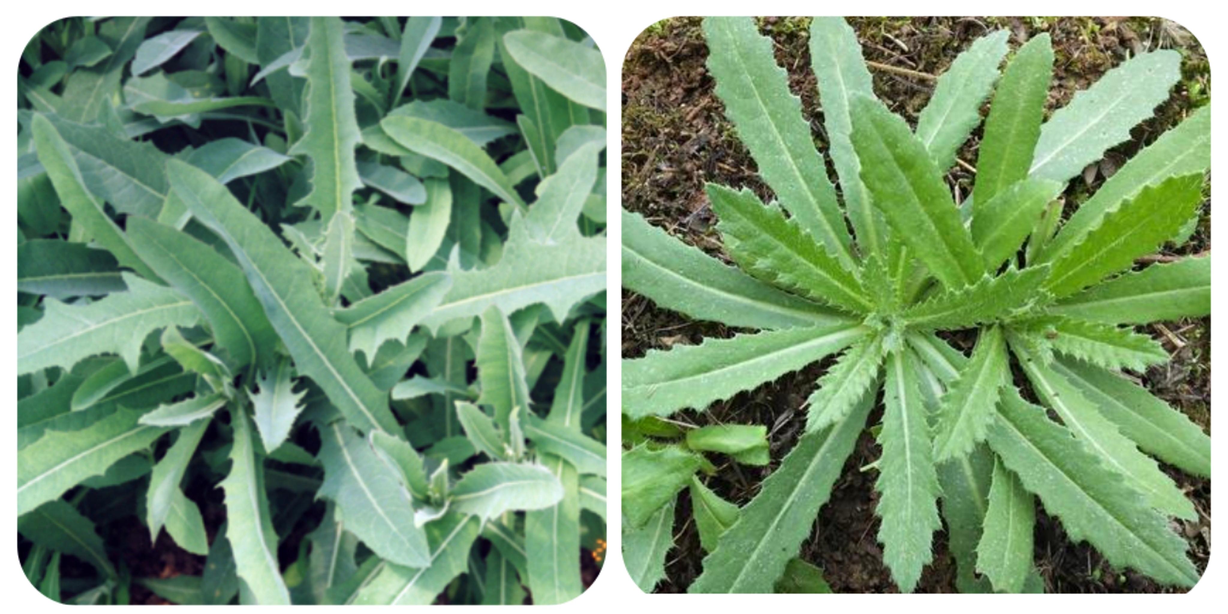 請簡單介紹一種野菜(100種野菜名 圖譜) - 農業 - 愛寧信息網