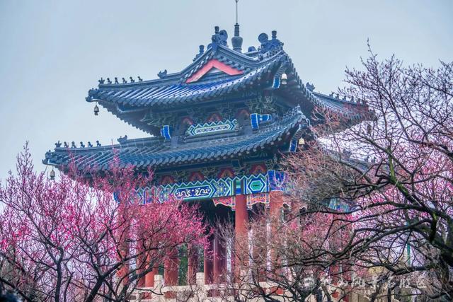 文化遗产：南京梅花山的文化，文化遗产的价值（天下第一梅山迎观赏期）