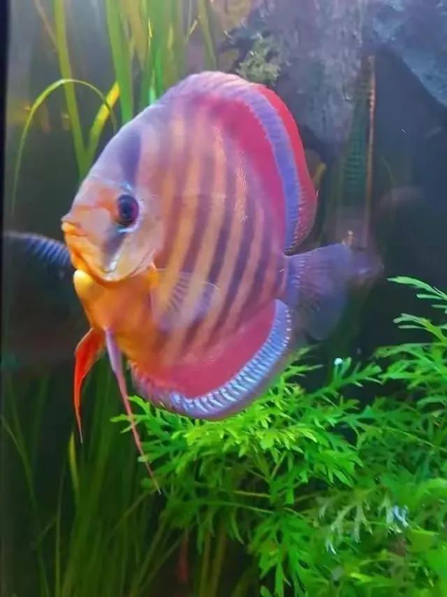 100多种神仙鱼欣赏，鳕鱼图片大全