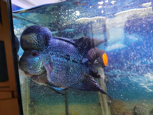 大型淡水鱼品种大全，国内淡水鱼品种大全集（国内十大适合家养的大型观赏鱼）