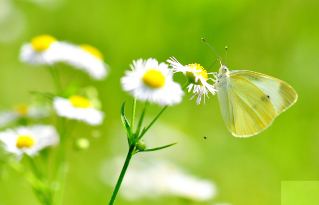 什么葱茏四字词语，关于葱葱茏茏的词语（有关仲夏的古诗词）
