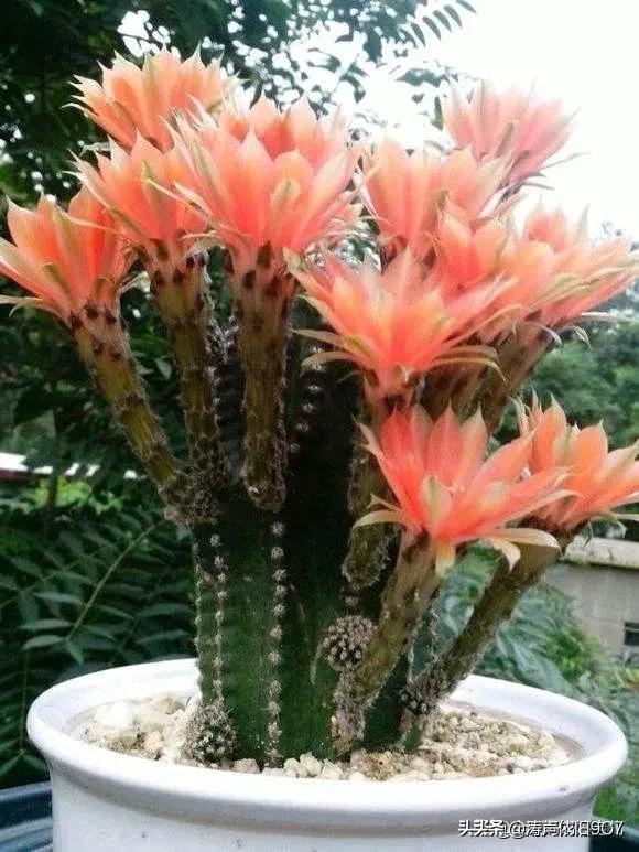 子孙球的风水学应用-子孙球在家居中的作用，子孙球寓意（分享—子孙球开花图片大全）