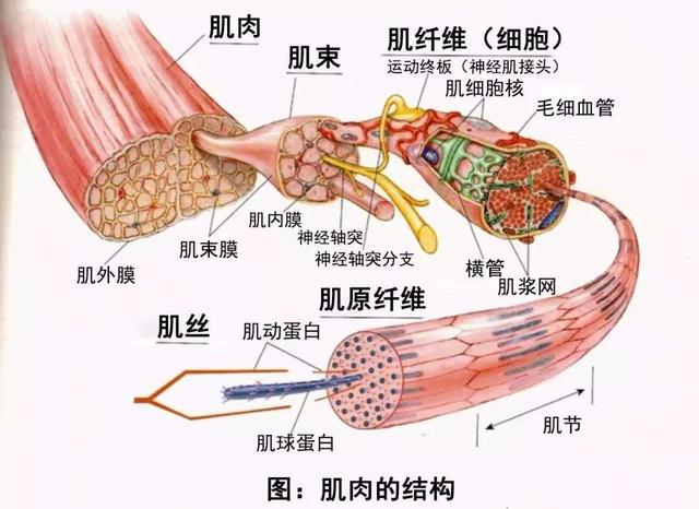 睡前一个动作出8块腹肌，睡前一个动作出8块腹肌动作（七天只练一个动作就可以练出八块腹肌）