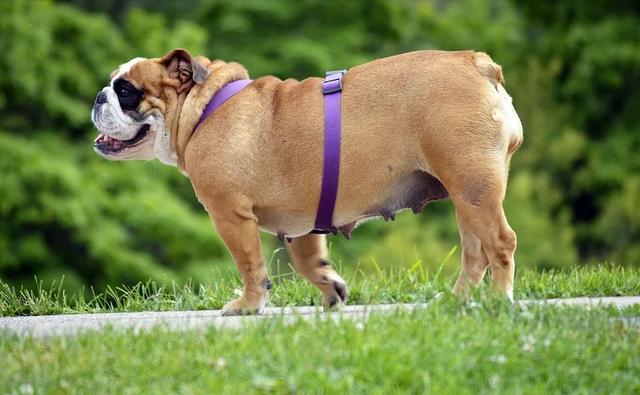 梦见白色的狗预示着什么，梦到白色的狗预示着什么（说明它很“旺家”）