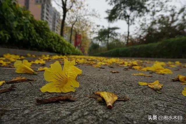 黄金风铃花的花语，黄金风铃花的诗句（你可知黄色风铃花的话语是什么吗）