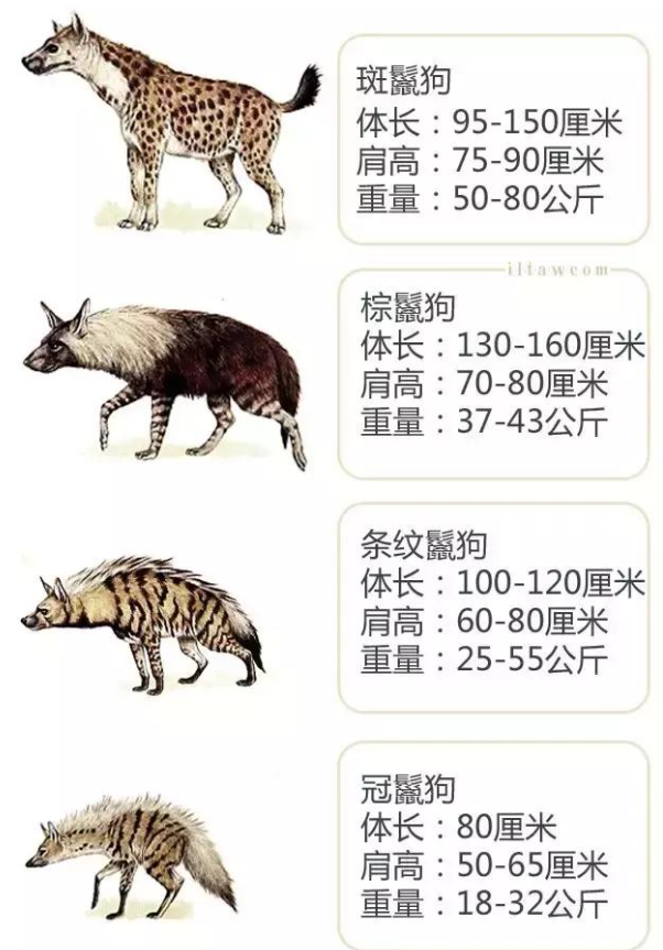 鬣狗是狗的祖先吗，鬣狗是狗的祖先吗为什么（其实关于鬣狗的不少传闻都不是真的）
