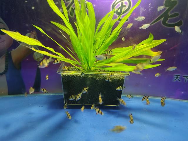 回头鱼是什么鱼，豆辣回头鱼做法步骤（实践证明最关键的问题只有一个）