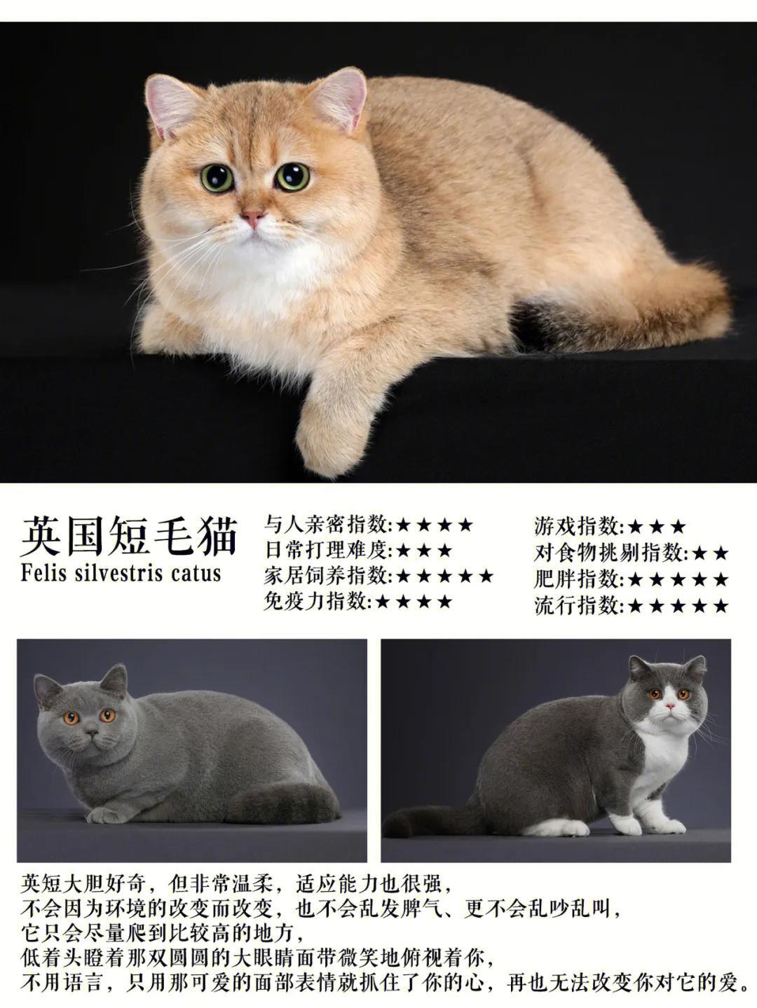 异国短毛猫多少钱 短毛猫价格多少钱一只