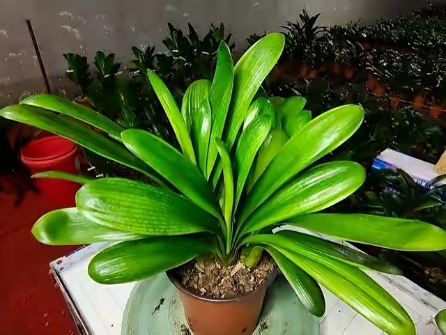 浇花用什么水好，用什么水浇花比较好（用“3种水”来浇花）