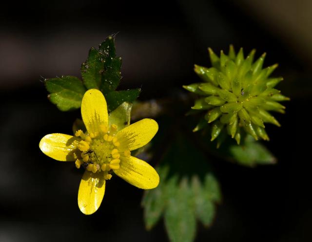纸花怎么做简单又漂亮，怎么做简单又漂亮的纸花（小小的花朵）