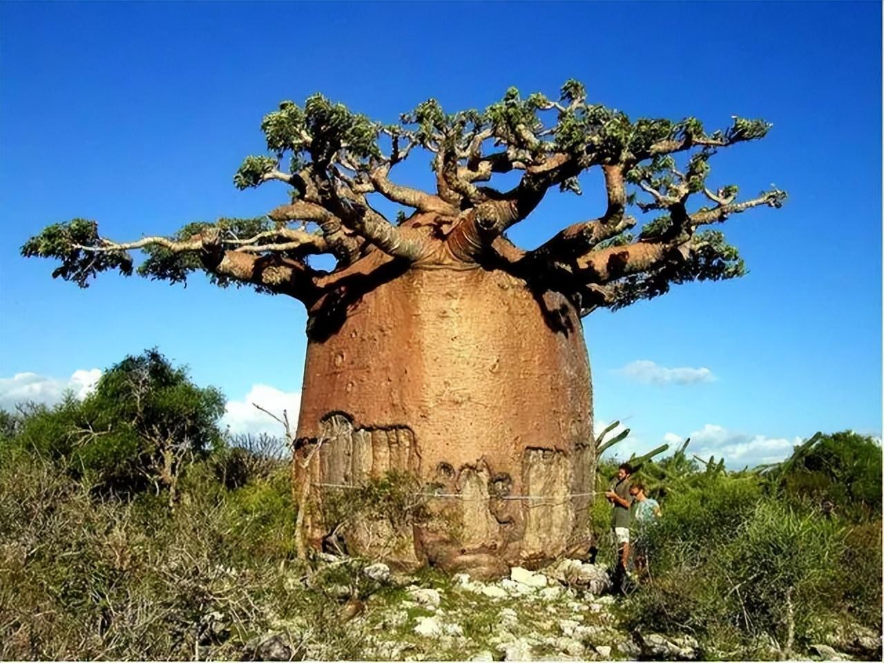 世界上12种最奇怪的树(长相奇特被认为来自外星,究竟是何来历?