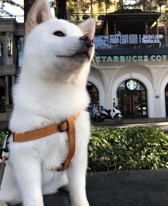 柴犬价格多少钱一只，柴犬价格多少钱一只幼犬黑色（附上最新价格表，别买贵了）