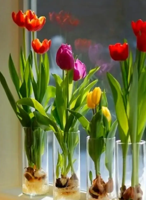 郁金香可以水培吗，郁金香水培的正确方法教程（让你在春节观赏到多彩的水培郁金香）