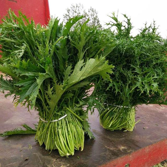 上海青是凉性还是热性,上海青寒性还是热性(10种大叶"耐寒菜")