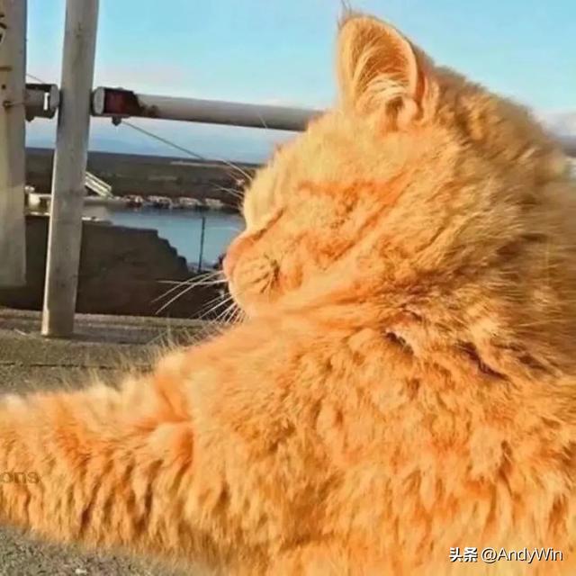 网红情头，微信头像，网红情头（超火的七夕头像壁纸）