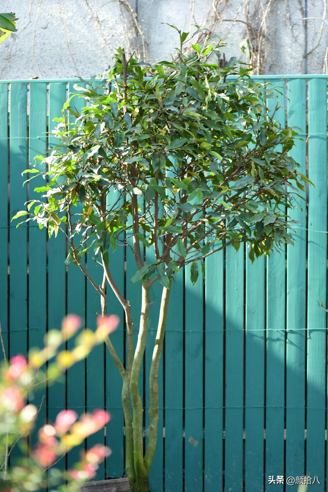 冬青小苗怎么种植，冬青幼苗种植和管理方法（从一棵枸骨冬青开始的移栽大行动）