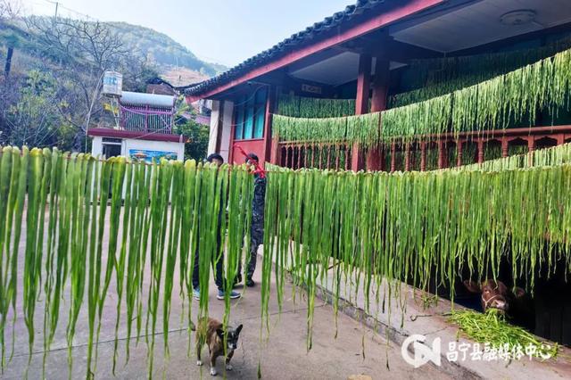 貢菜生長圖片,貢菜長什麼樣子圖(昌寧珠街:彝鄉貢菜採收忙)