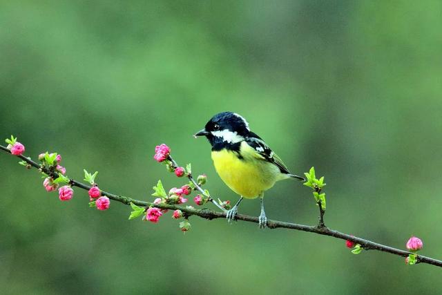 惊蛰是怎么来的，惊蛰传说术士（这样迎惊蛰，仪式感足足的）