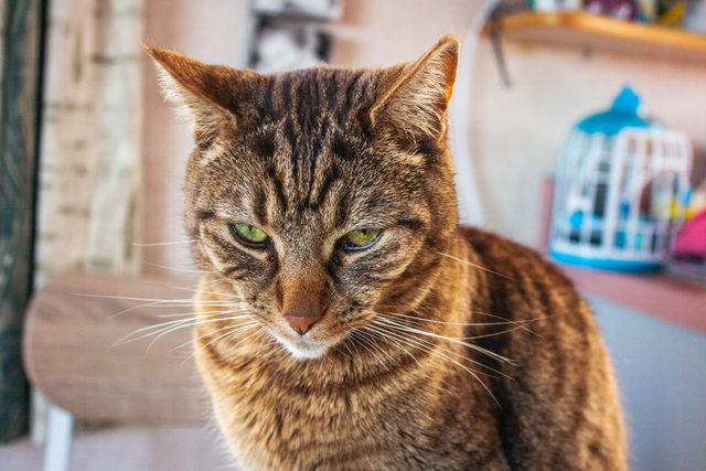 中国狸花猫的品种介绍，我国特有的狸花猫那么忠诚