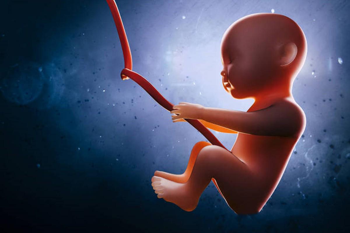 17周胎儿生殖图图片