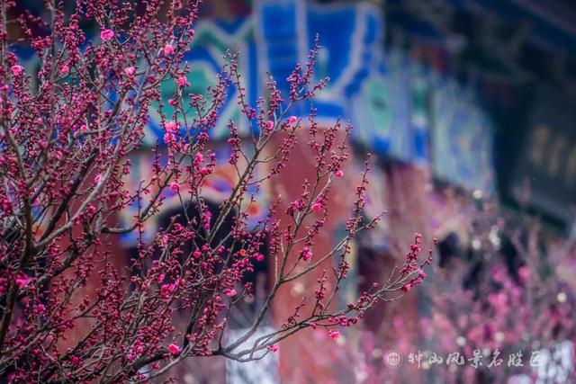 文化遗产：南京梅花山的文化，文化遗产的价值（天下第一梅山迎观赏期）