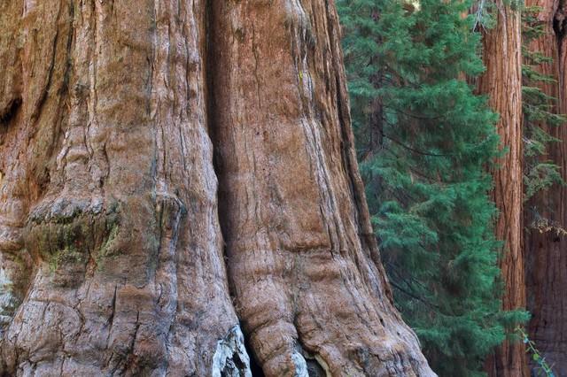 世界上最高的地方，比珠穆朗玛峰还高的山（‖美国加州红杉树‖巨树国家公园）