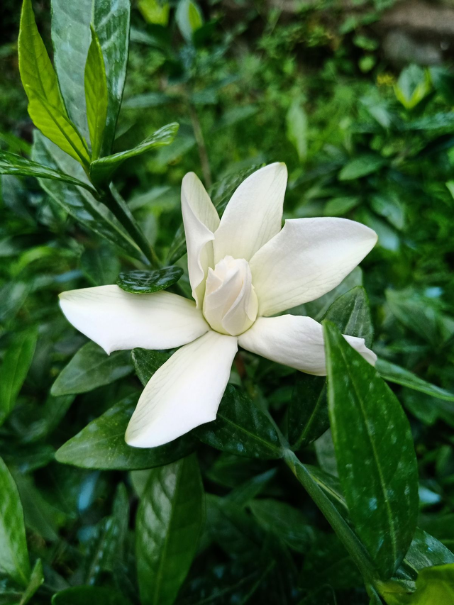 栀子花为啥不吉利，为什么栀子花不吉利（天然的香水“栀子花”）