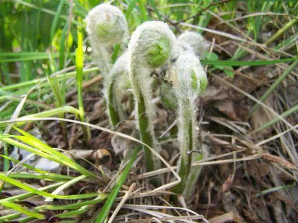黄瓜香和蕨菜的区别，东北黄瓜香野菜是蕨菜吗（伴有黄瓜香味的野菜）