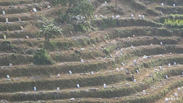 黑心姜的功效与作用，白姜的功效与作用图片（金平：春耕正当时 种姜来致富）