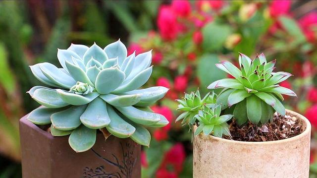 多肉要浇水吗，多肉多长时间浇一次水（养多肉浇水的6点“黄金法则”）