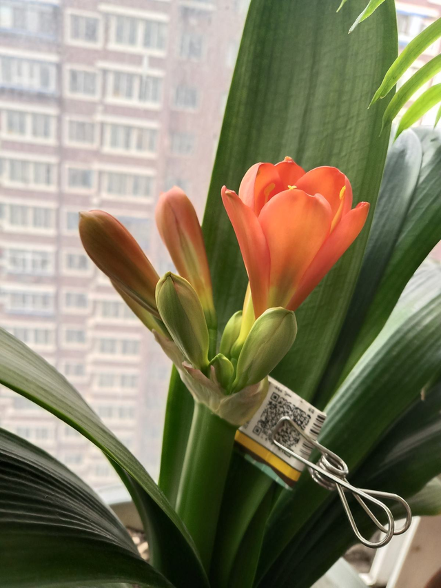 君子兰图片，学会什么叫“春化”（君子兰盆景图片）