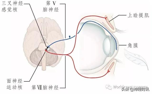 属于膜迷路的结构是，属于膜迷路的结构是蜗管蜗顶（彩图经典版│脑神经和脑神经核解剖）