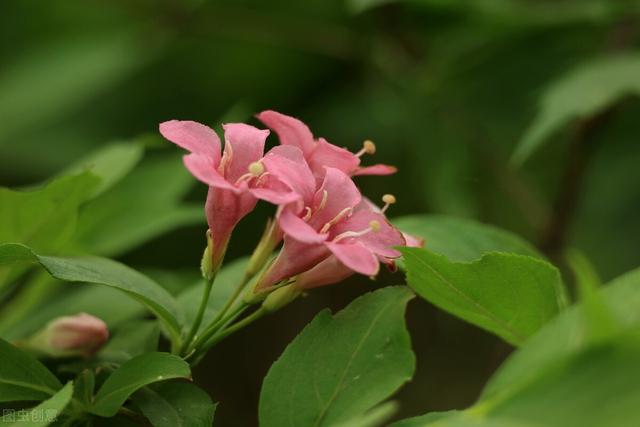 五彩锦带的养殖方法和注意事项，五彩锦带的养殖方法和注意事项有哪些（愿你人生前程似锦、绚丽多彩）