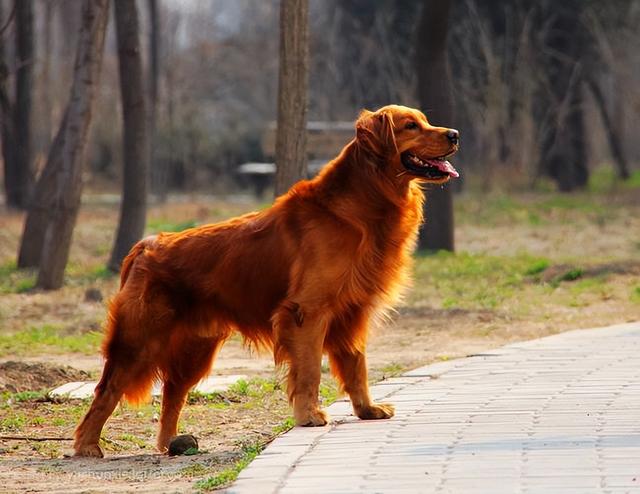 最好养的狗狗排名，好养的宠物犬排名前十名（最“值得养”的6种狗）