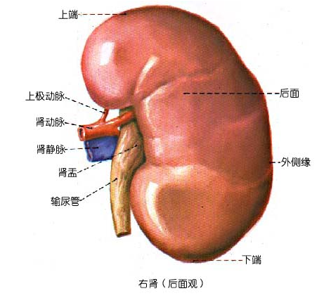 肾脏解剖结构讲解，浅话肾脏的解剖结构