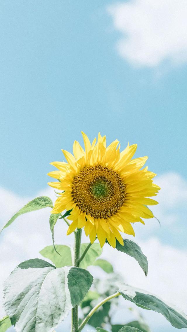 向日葵长什么样，向日葵的茎是什么样的（分享图片，生机勃勃的向日葵）