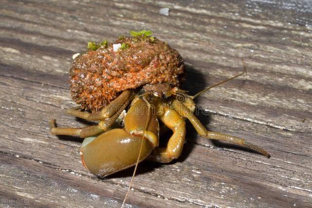 海螺吃什么东西，能吃水草吗（饲养海螺的条件、食物、寿命）