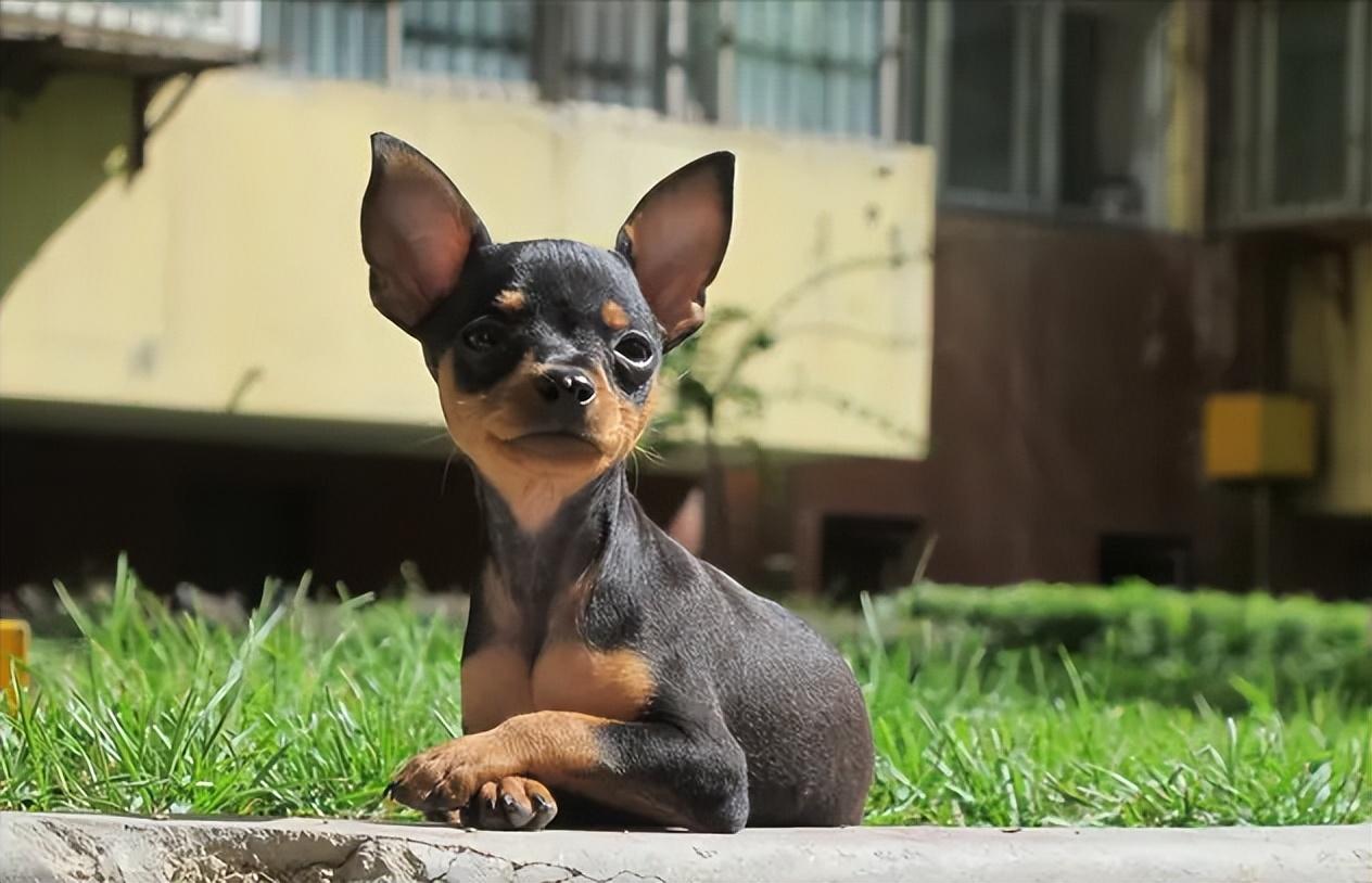 迷你杜賓犬 吉娃娃=小鹿犬