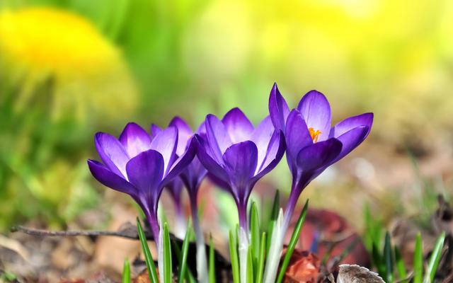 1月份是什么星座，1月份是什么星座女生（佳偶天成的四大星座）