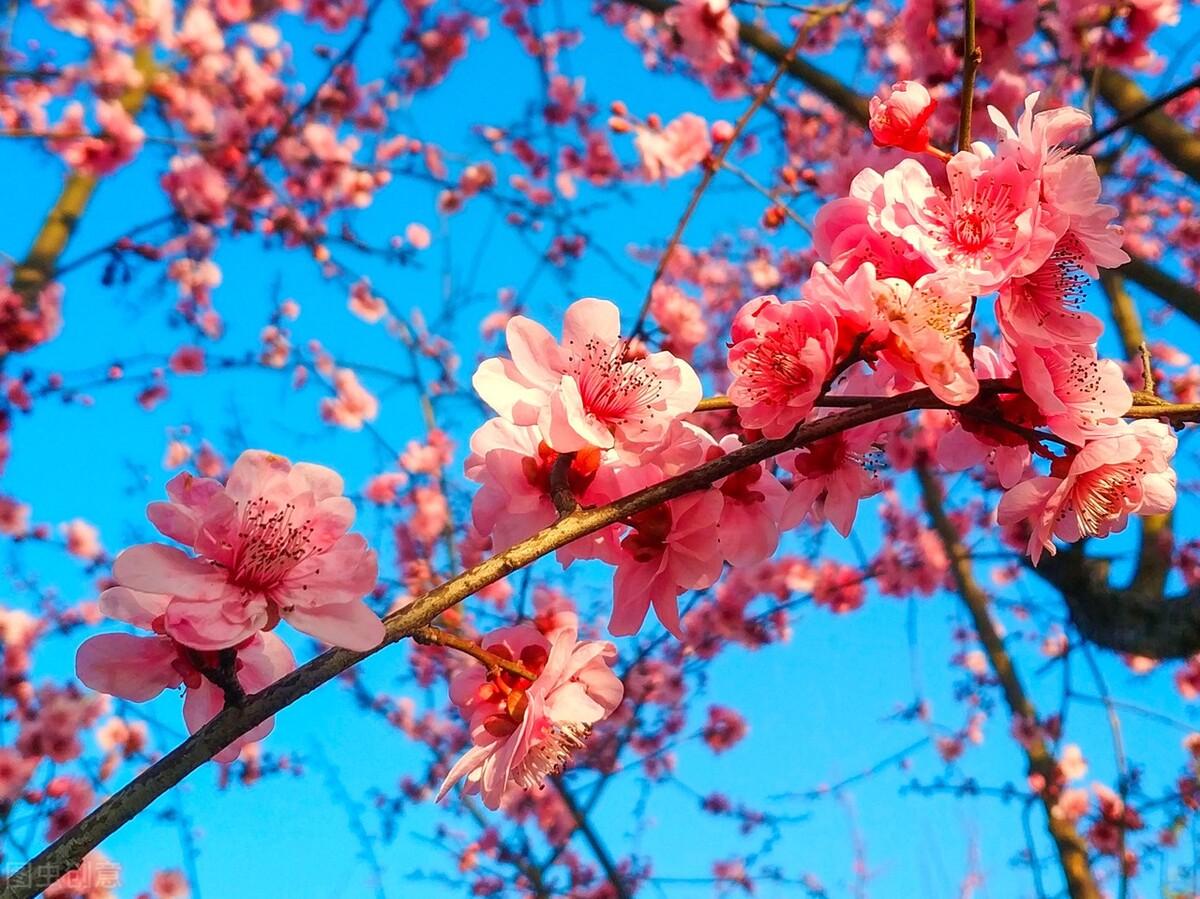久别重逢的句子，母子久别重逢的句子（永远是我心中最美的相逢）