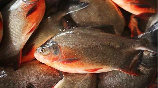 深海鱼有哪些，家常深海鱼有哪些（这五种鱼是深海鱼）