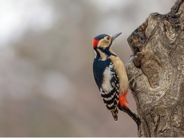 学本领的猫头鹰的故事，猫头鹰的本领是（一天啄木12000次）