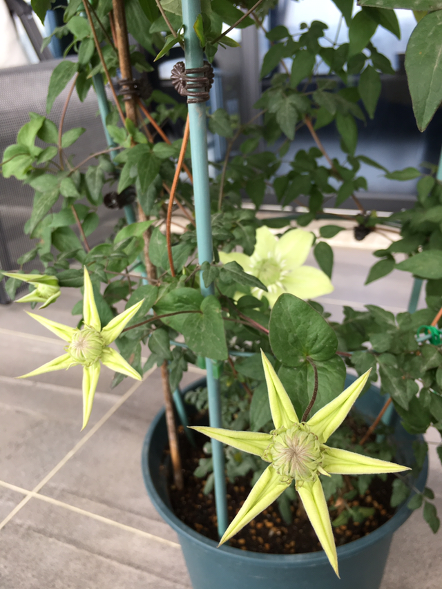 铁线莲如何养，铁线莲的花开的很漂亮（春天是铁线莲的主场）