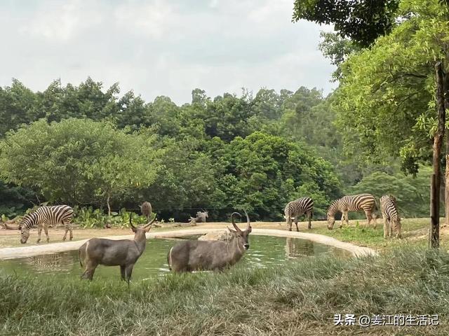 广州长隆好玩吗，广州长隆景区旅游攻略（我们去过最好玩的动物园）